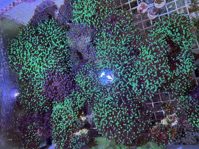 Toxic Green Frogspawn