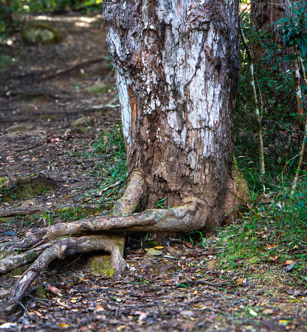 Root Creatures, series 2, photographic print