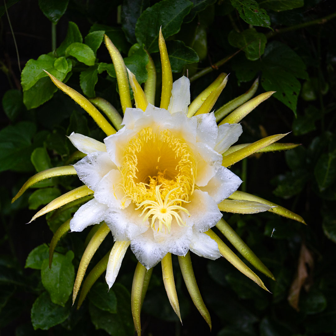 Yellow Dragon Fruit Flower photographic prints
