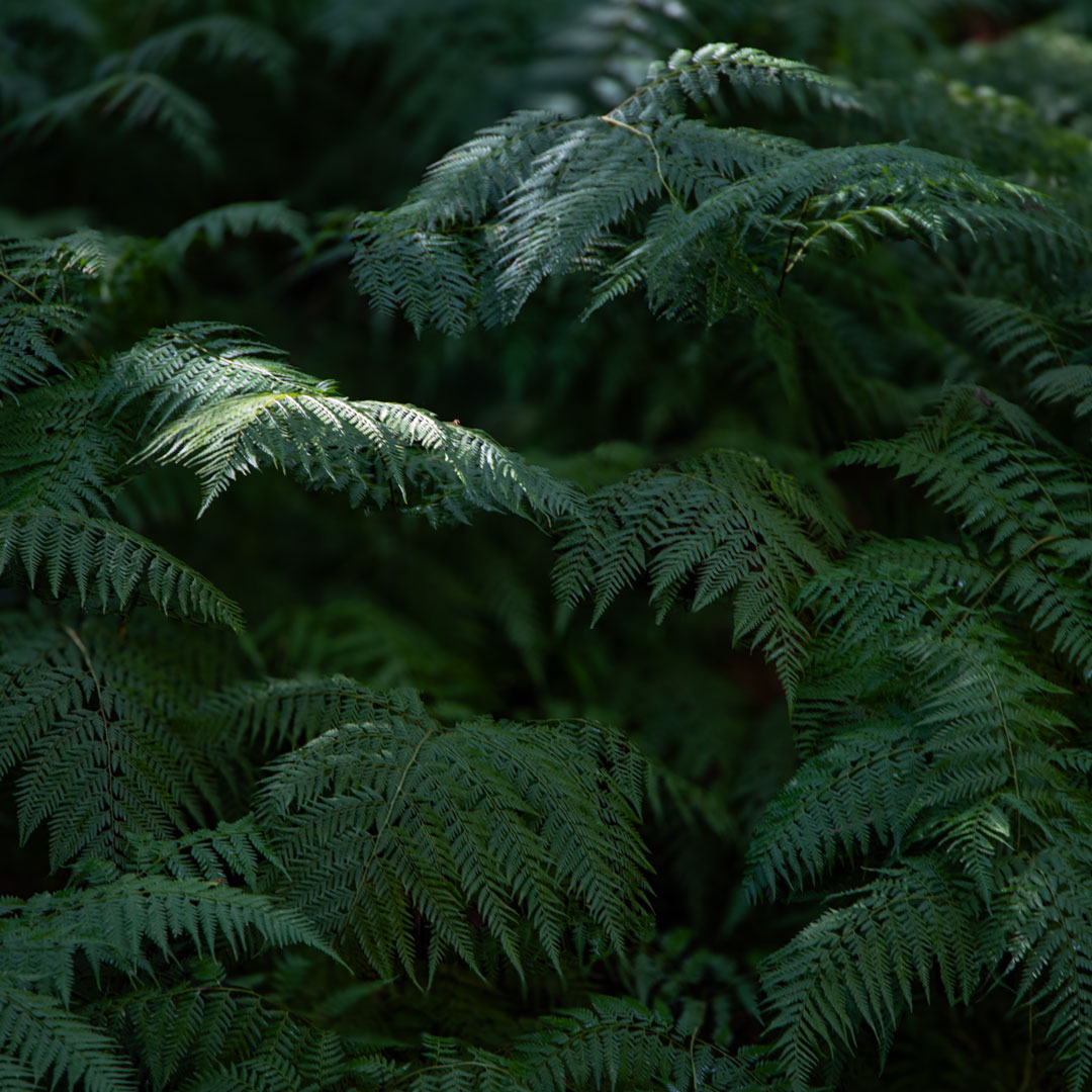 sunlit fern photographic print