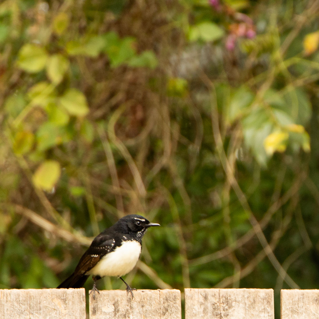 Nature Bird Photo Print