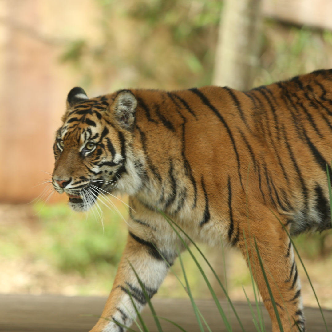 Tiger Wildlife Photo Print