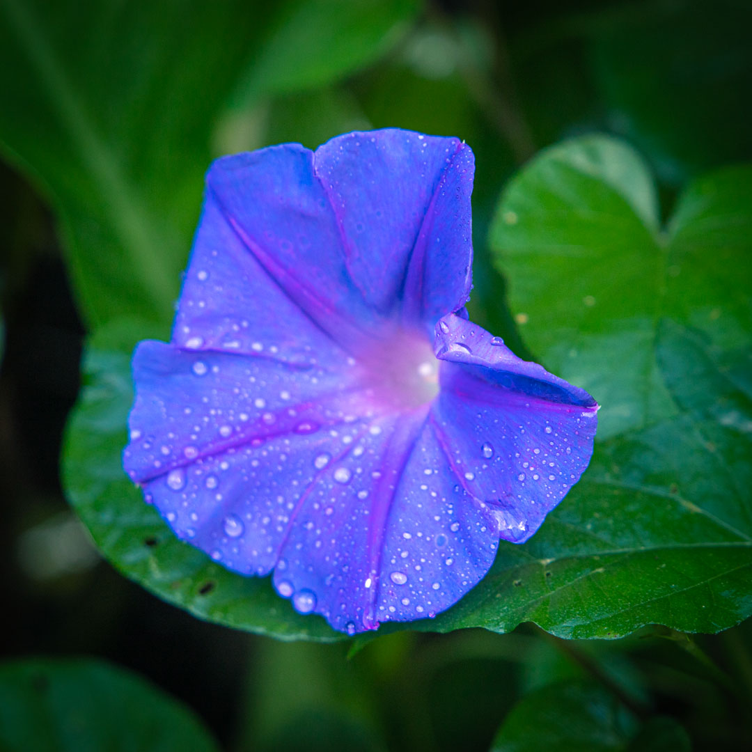 Blue Morning Glory photographic Print