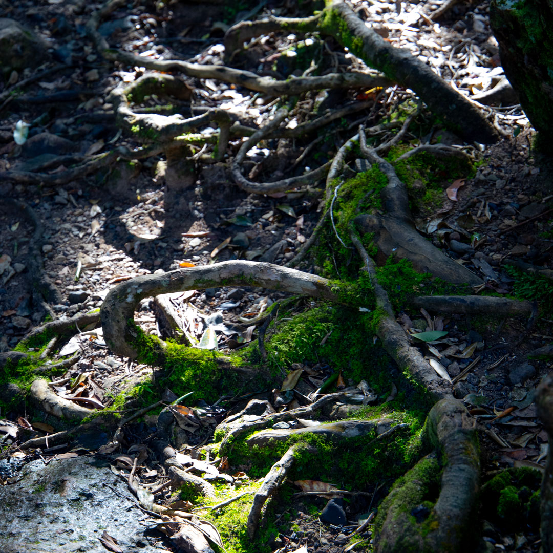Root Creatures playing loop the loop series 3, Photographic Print