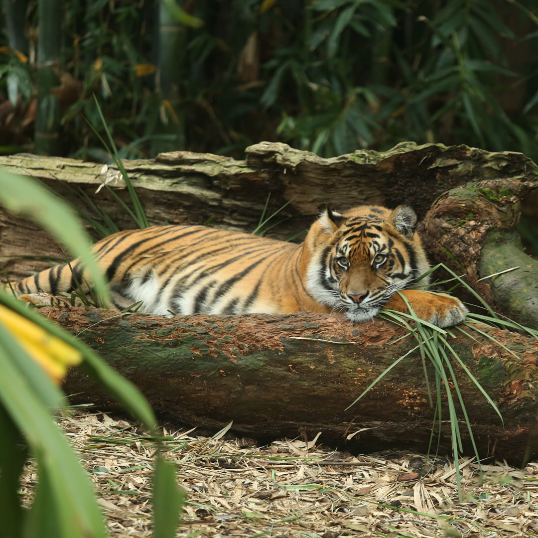 Wildlife Tiger photographic  Print