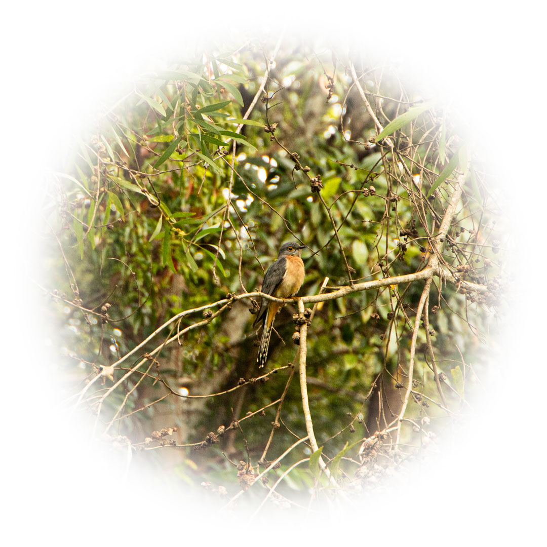 Australian Bird Art Print