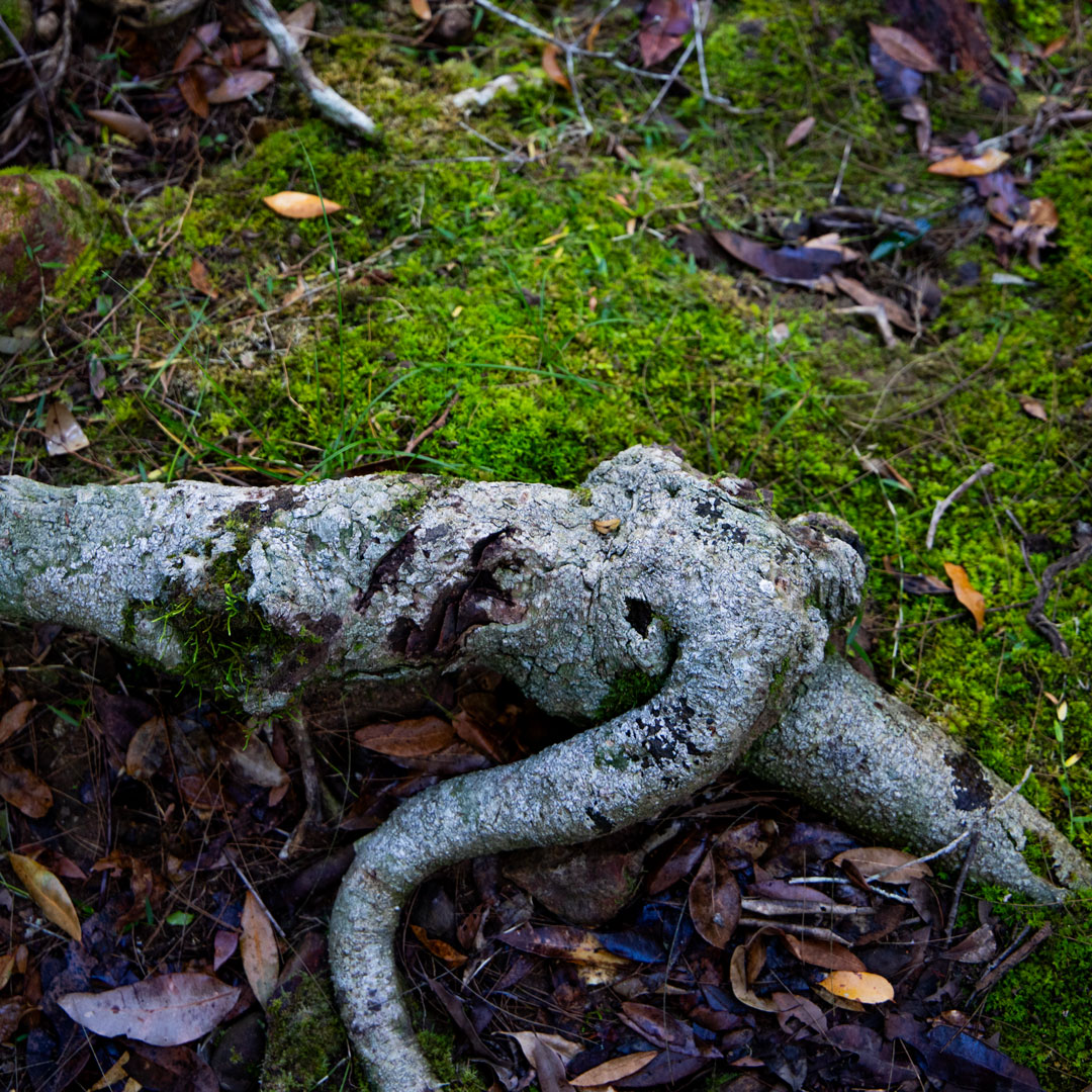 Root Creature Series 1