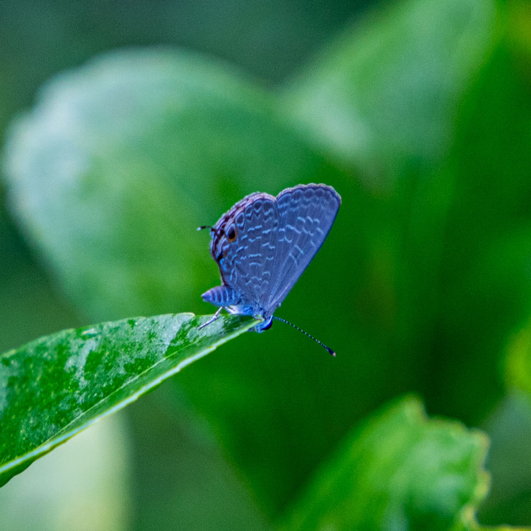 Blue Butterfly Photographic Art Print