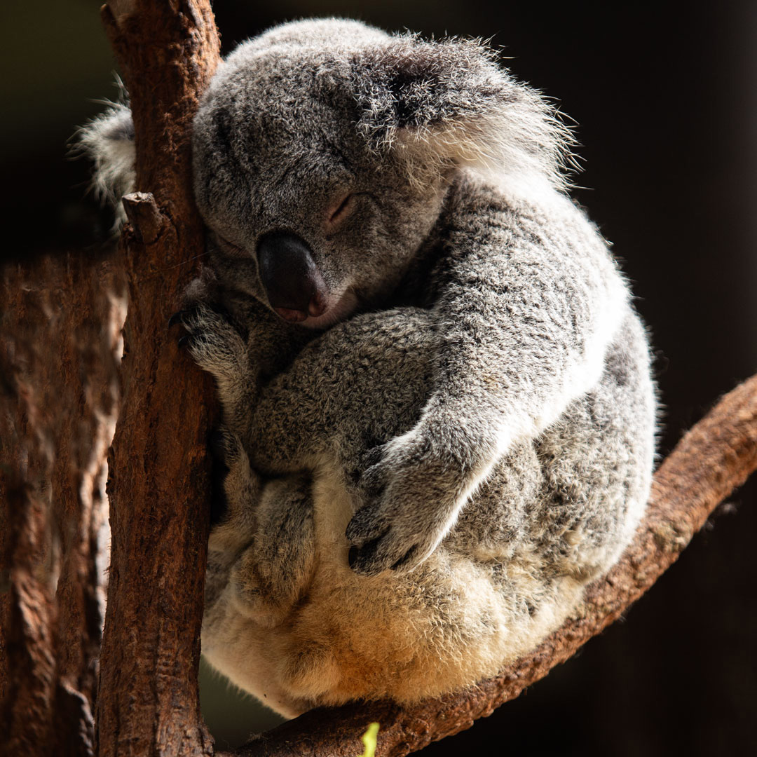 Koala Photographic  Print