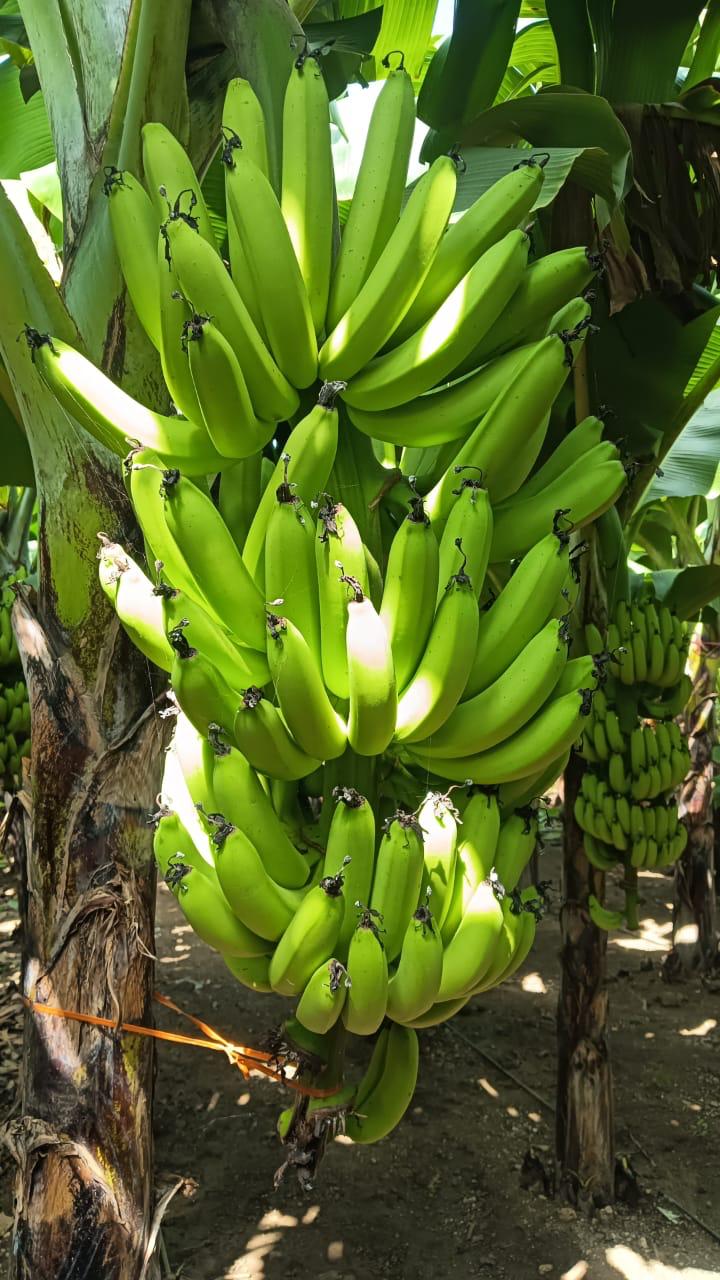 Banana