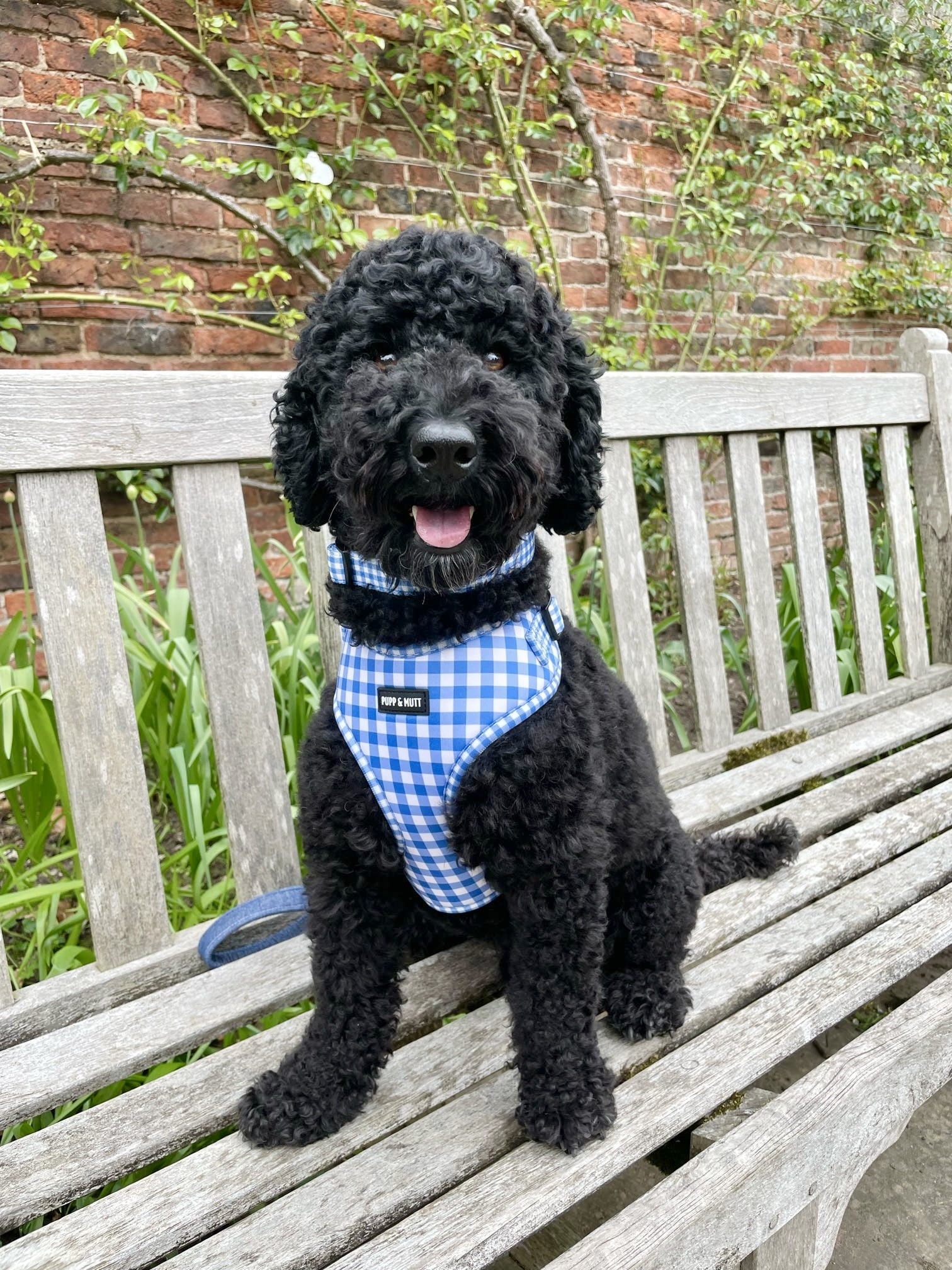 Picnic Pup Harness