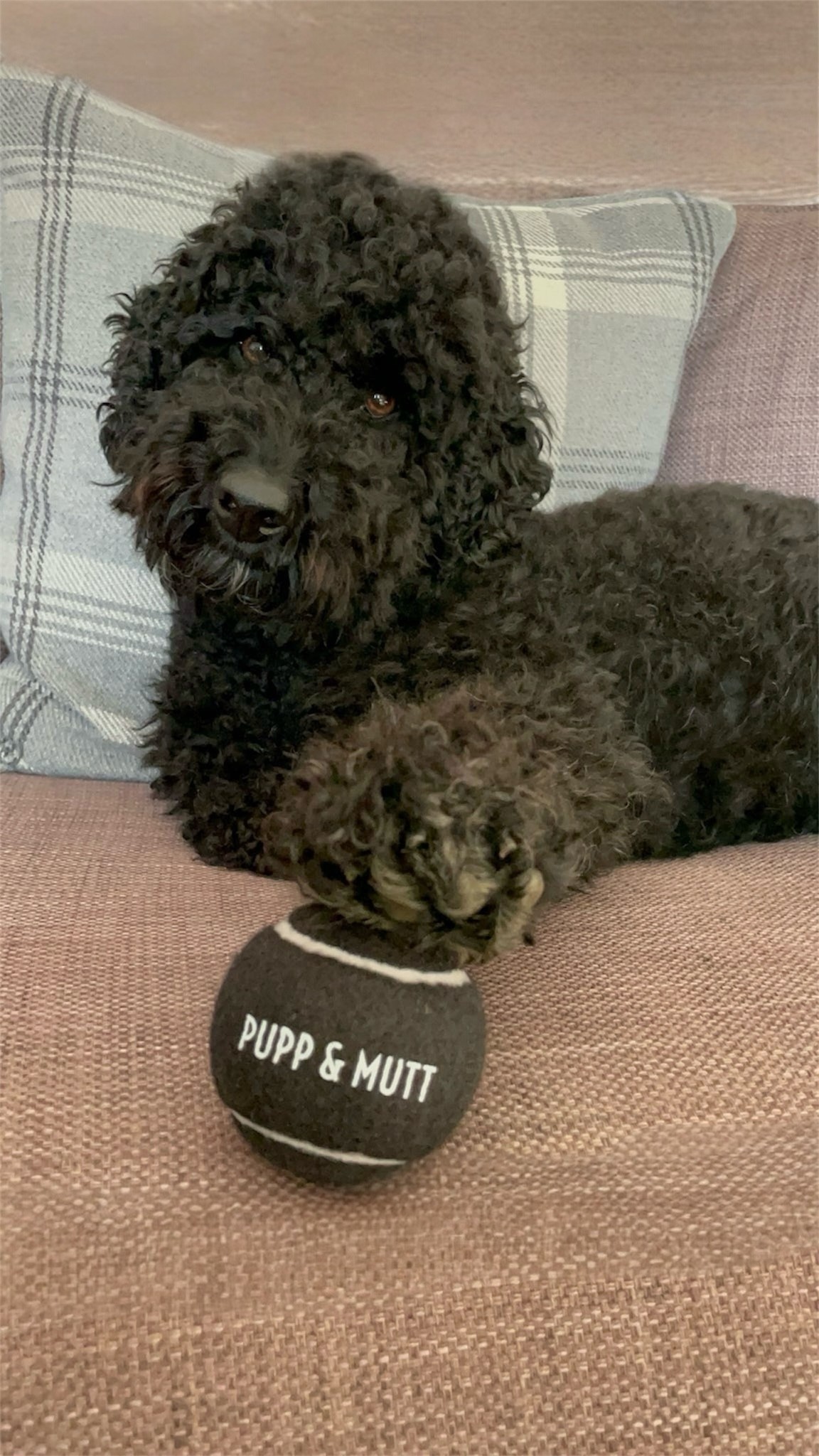 P&M Tennis Ball
