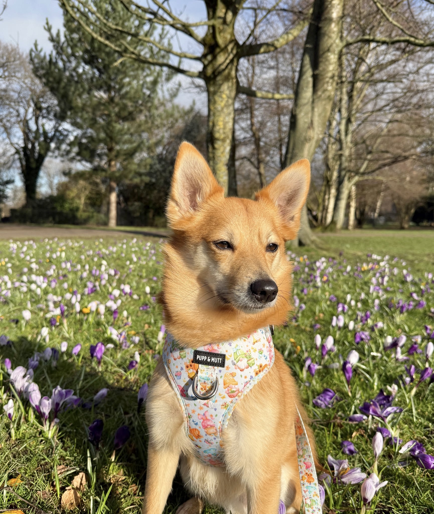 Blooming Gonkgeous Harness
