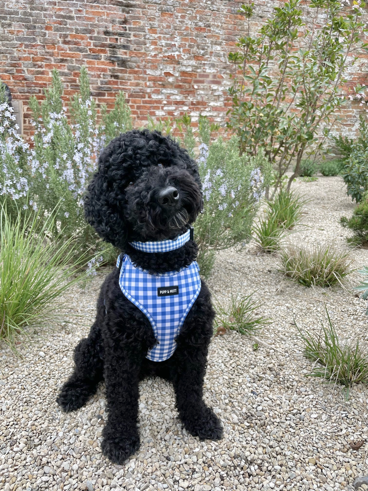 Picnic Pup Collar