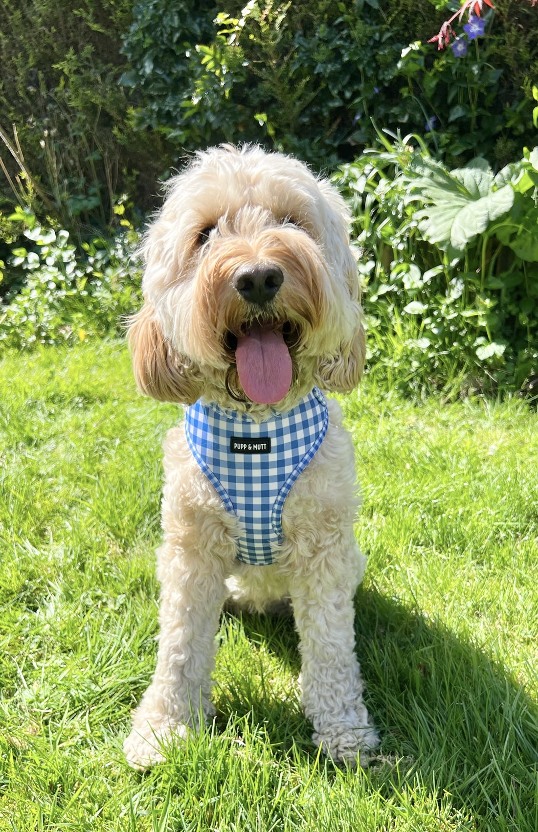 Picnic Pup Harness