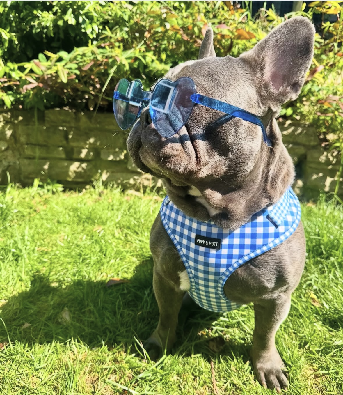 Picnic Pup Harness