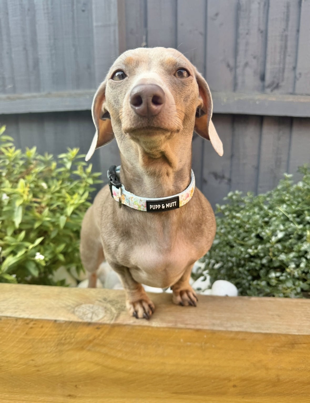Blooming Gonkgeous Collar