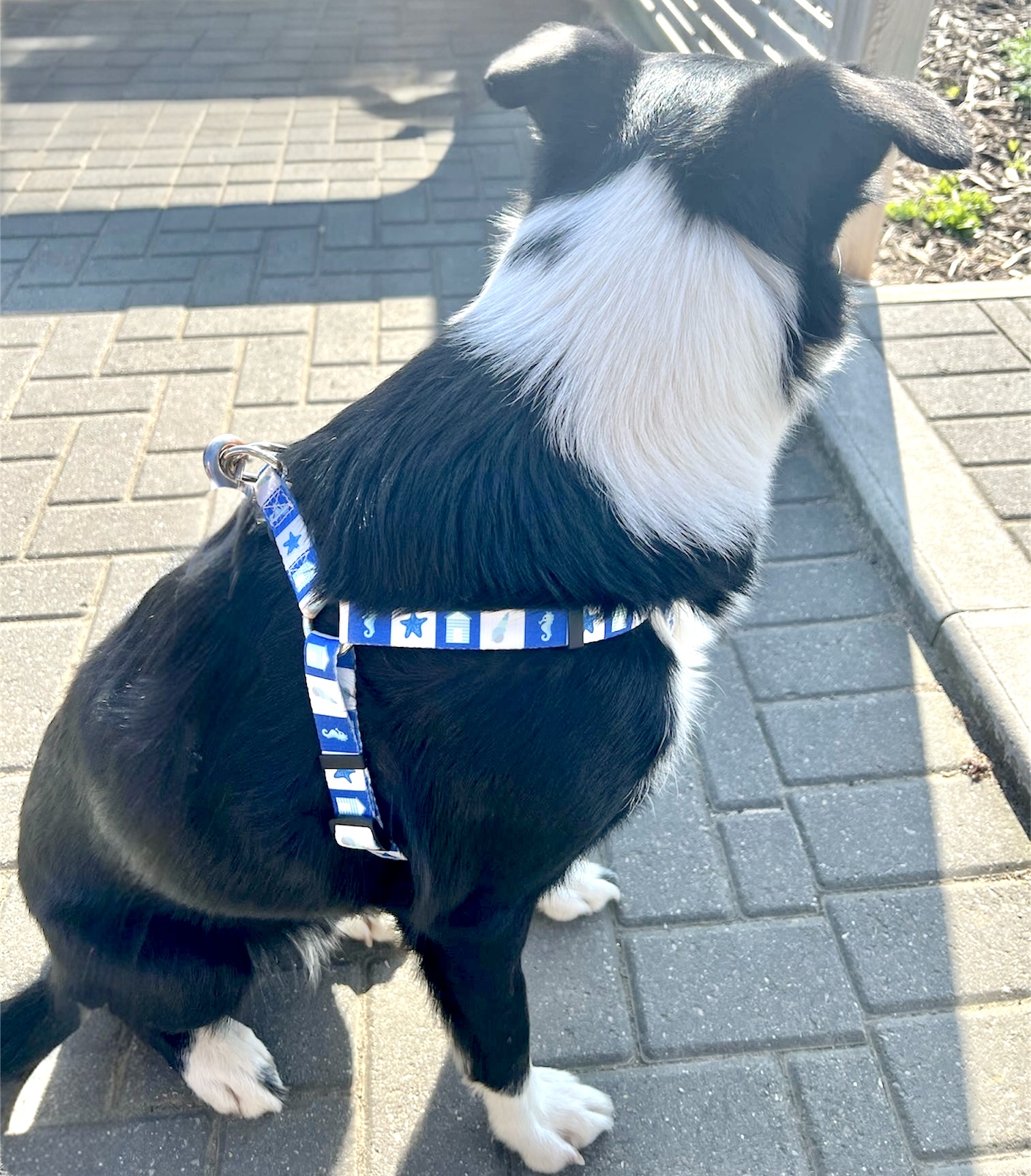 Step In Harness - Beach Day