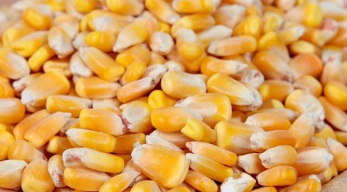 Maíz Entero