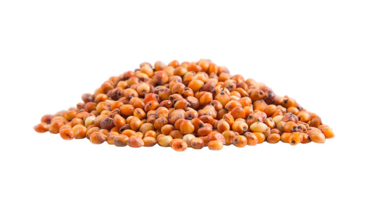 Sorgo