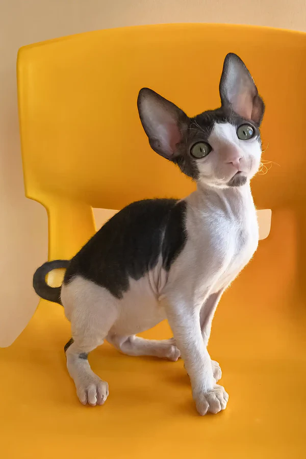 Rio