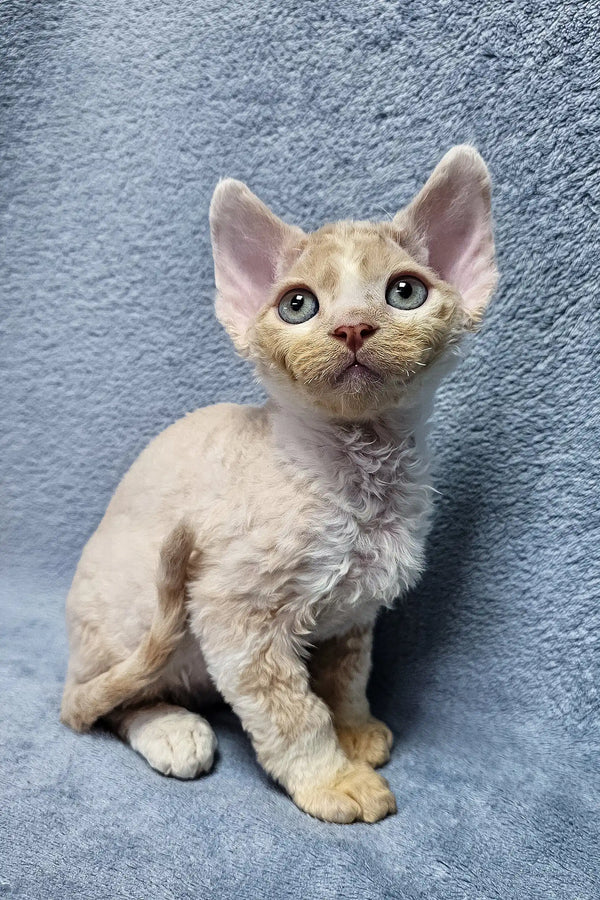 Simba