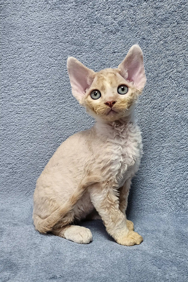 Simba