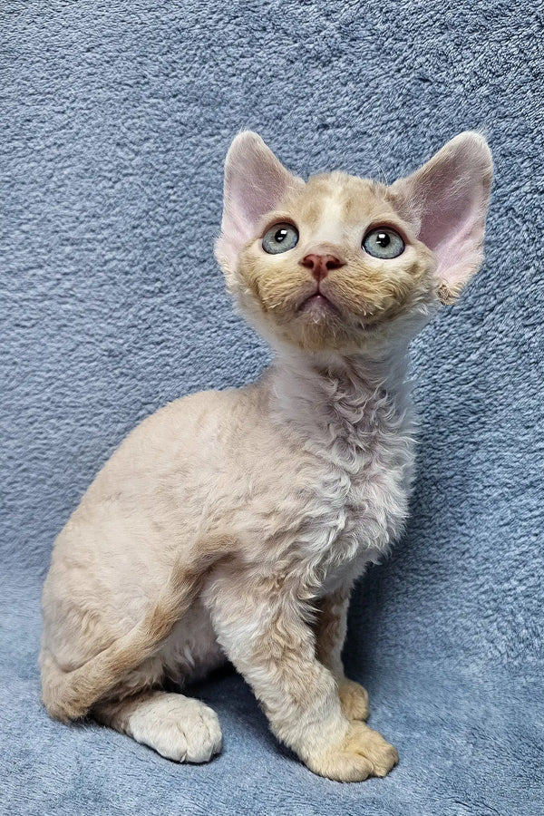 Simba