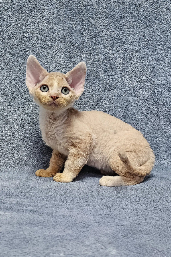 Simba