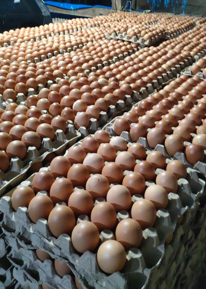 Fresh brown eggs