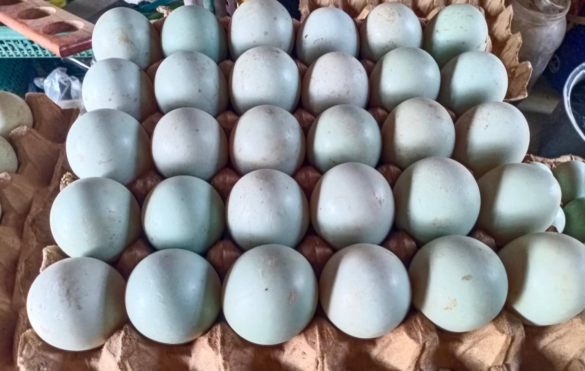 Duck eggs