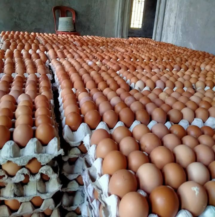 Fresh brown eggs