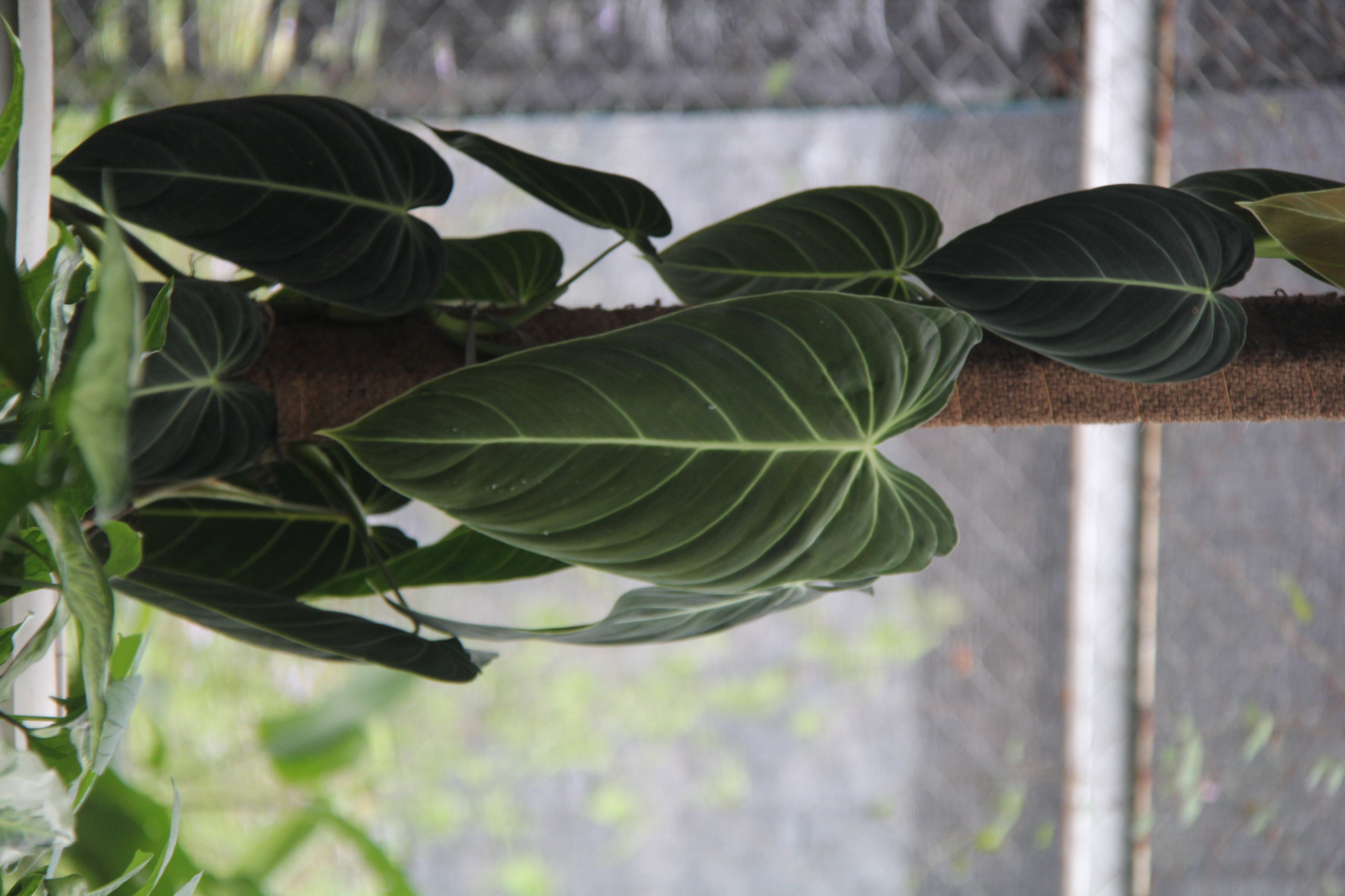Philodendron melanocrysum