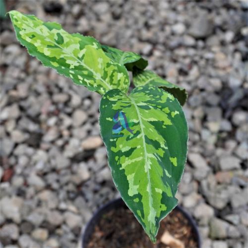 Aglaonema pictum tricolor