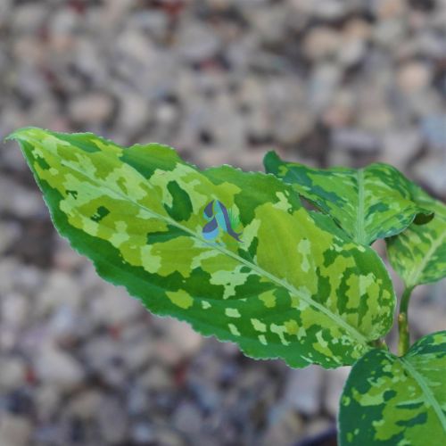 Aglaonema pictum tricolor