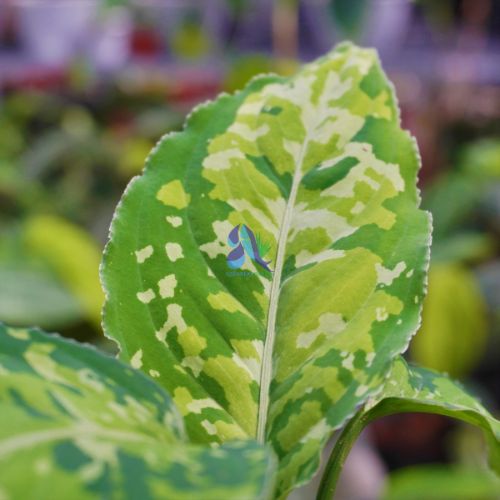 Aglaonema pictum tricolor