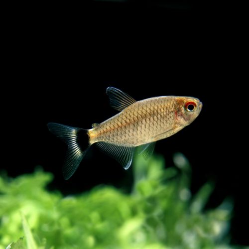 Red eyes tetra