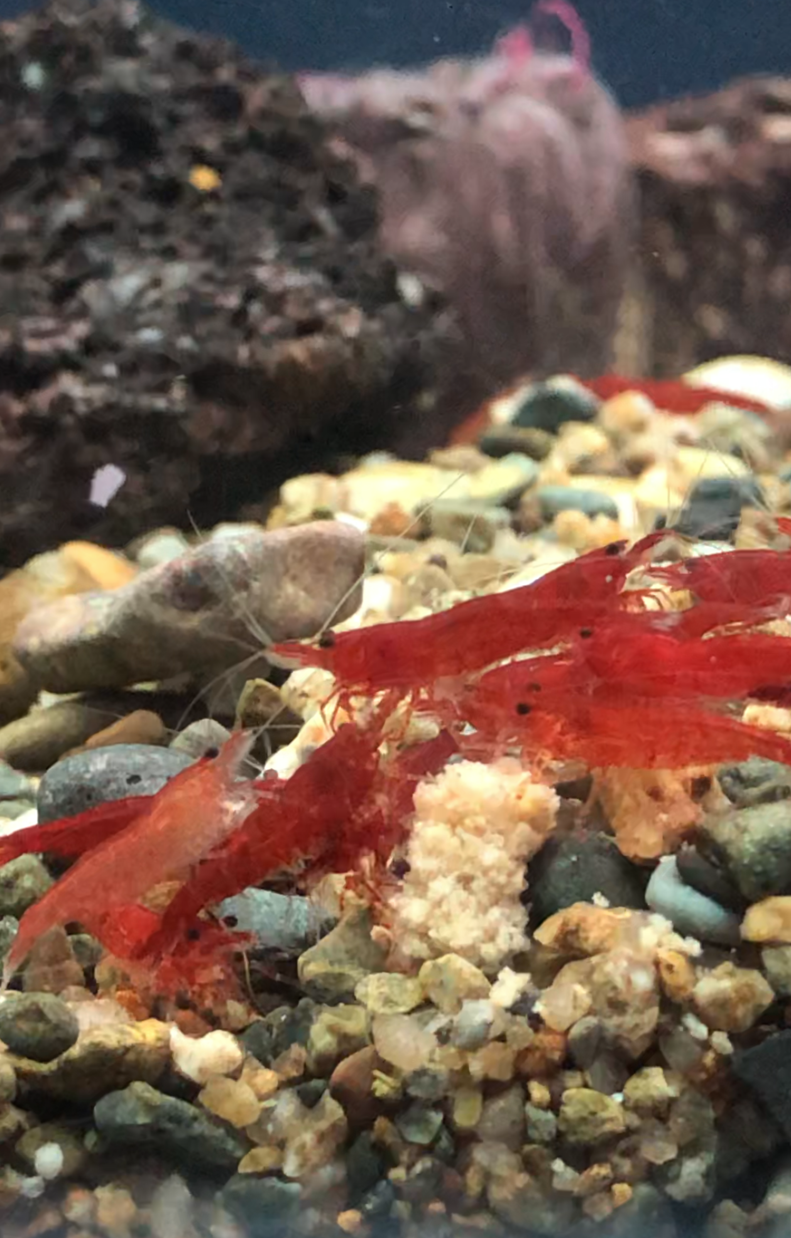 Red fire shrimp