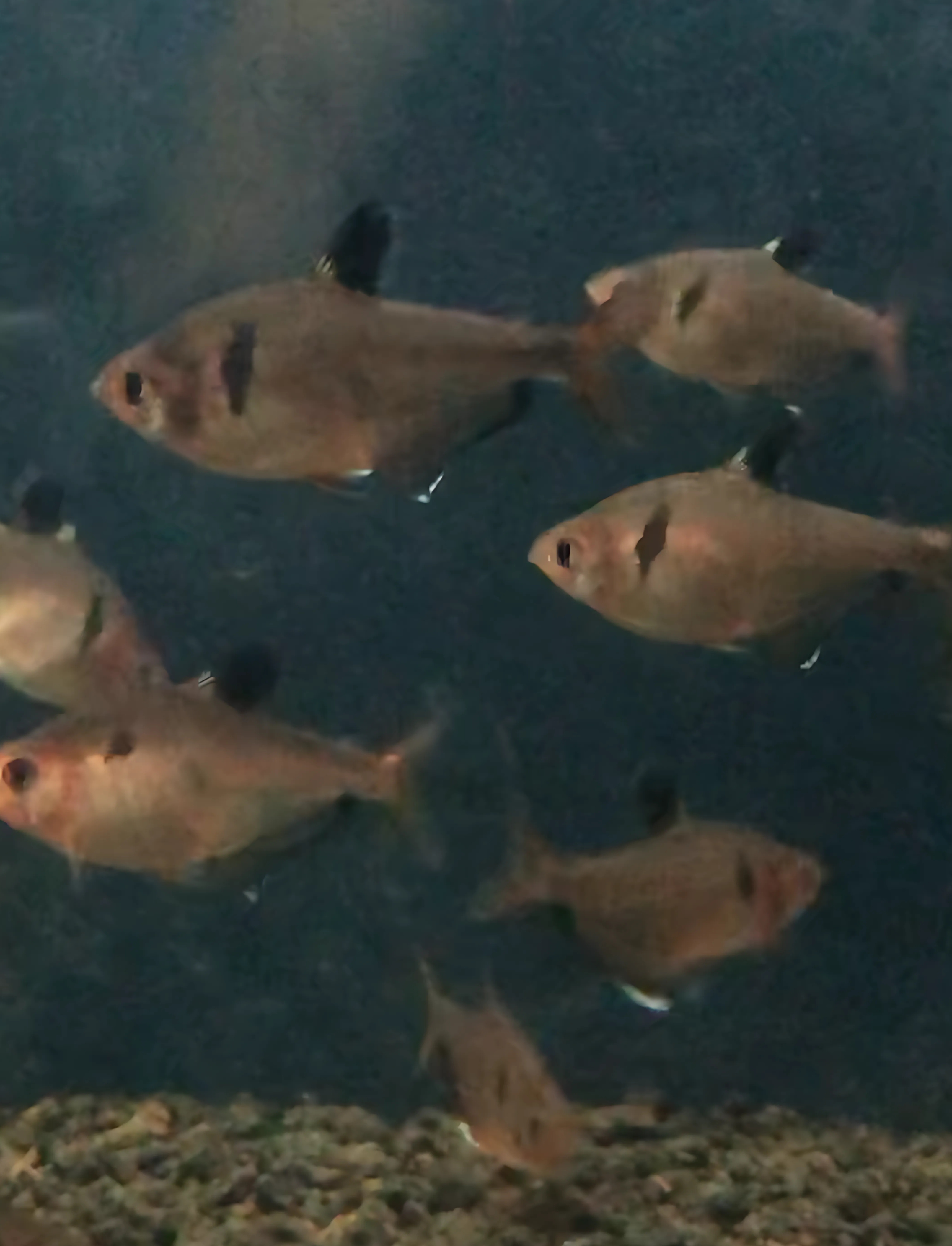 Serpae tetra
