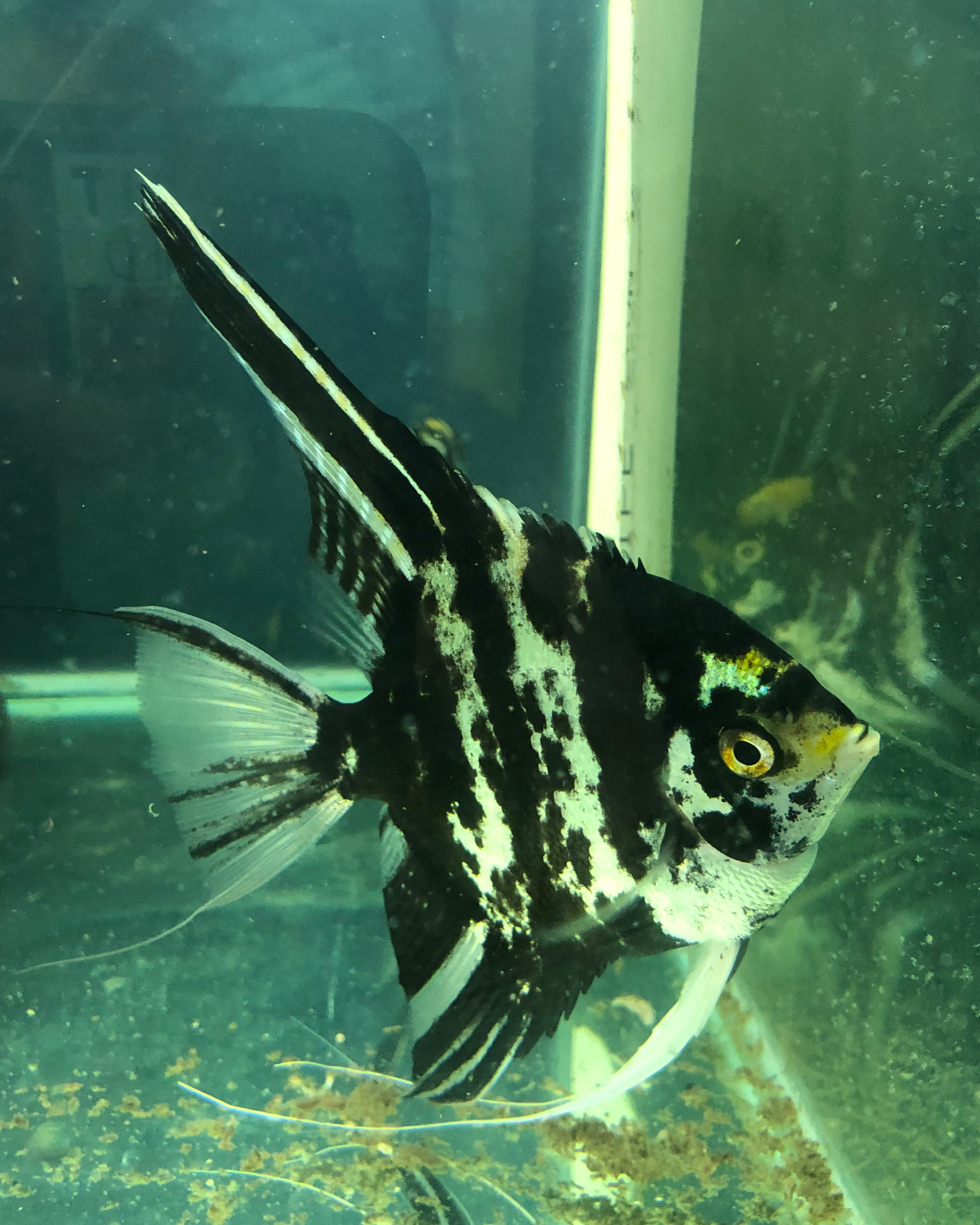 Manfish tricolor angel
