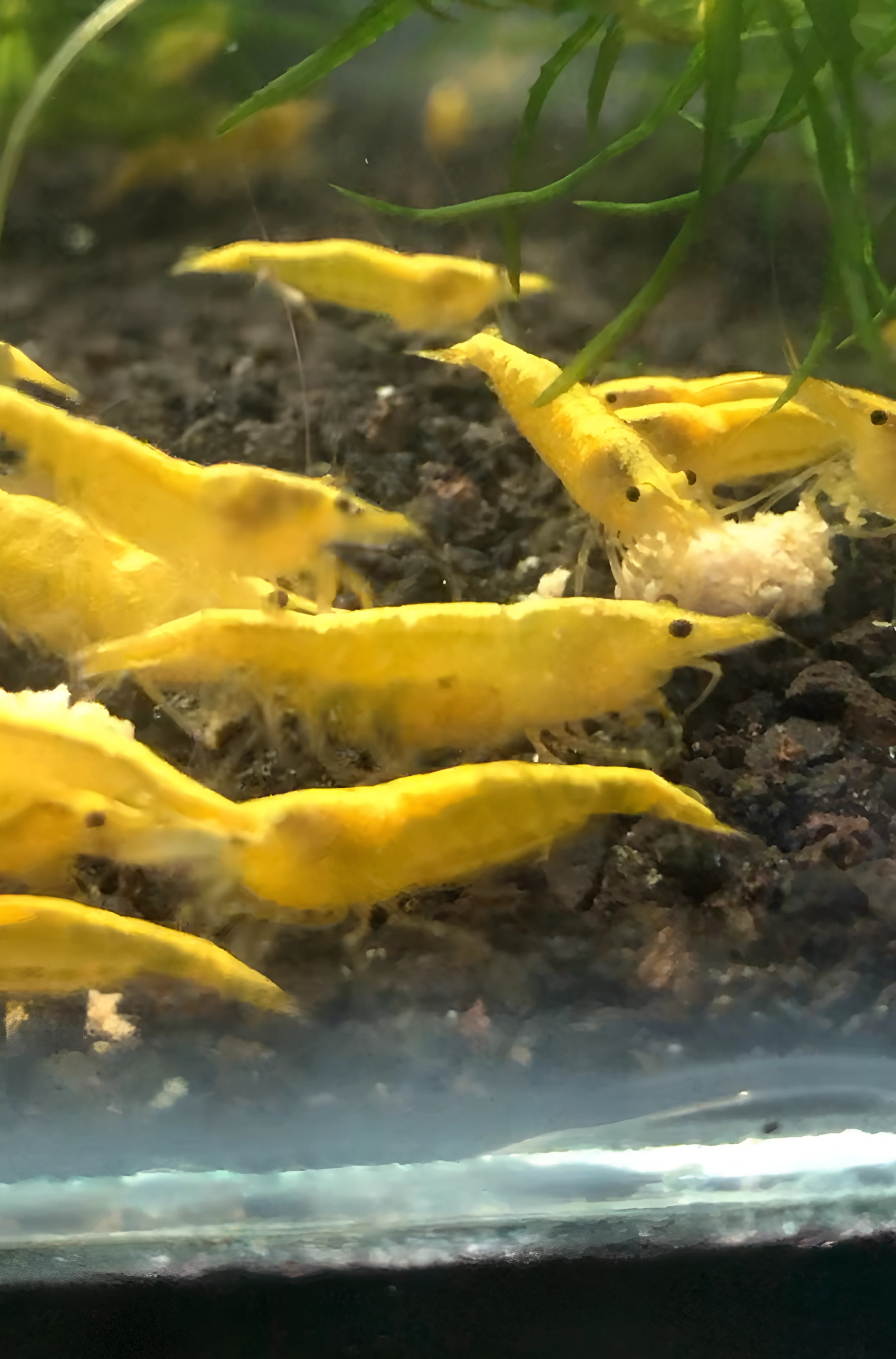Yellow fire shrimp