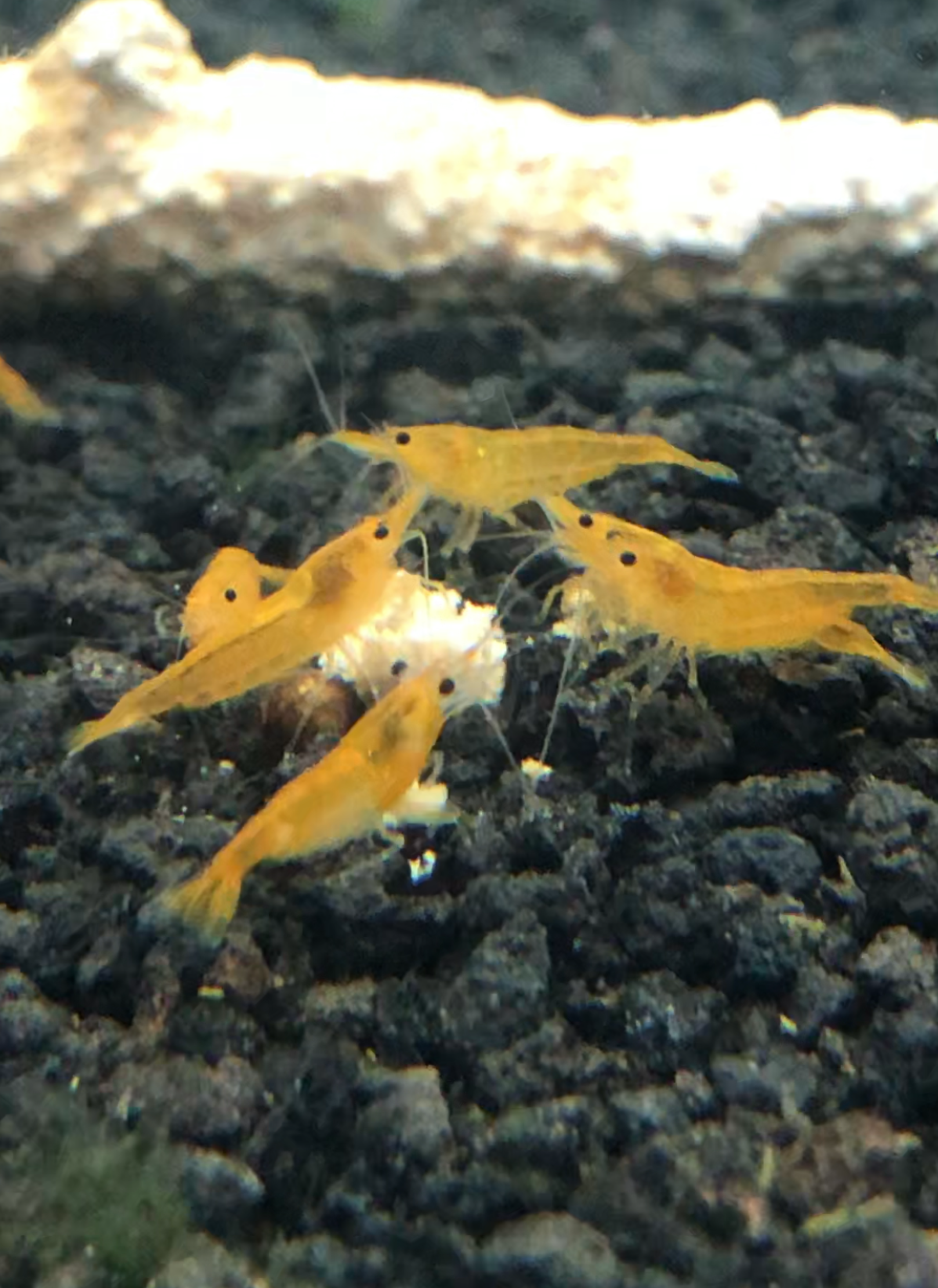 Yellow shrimp