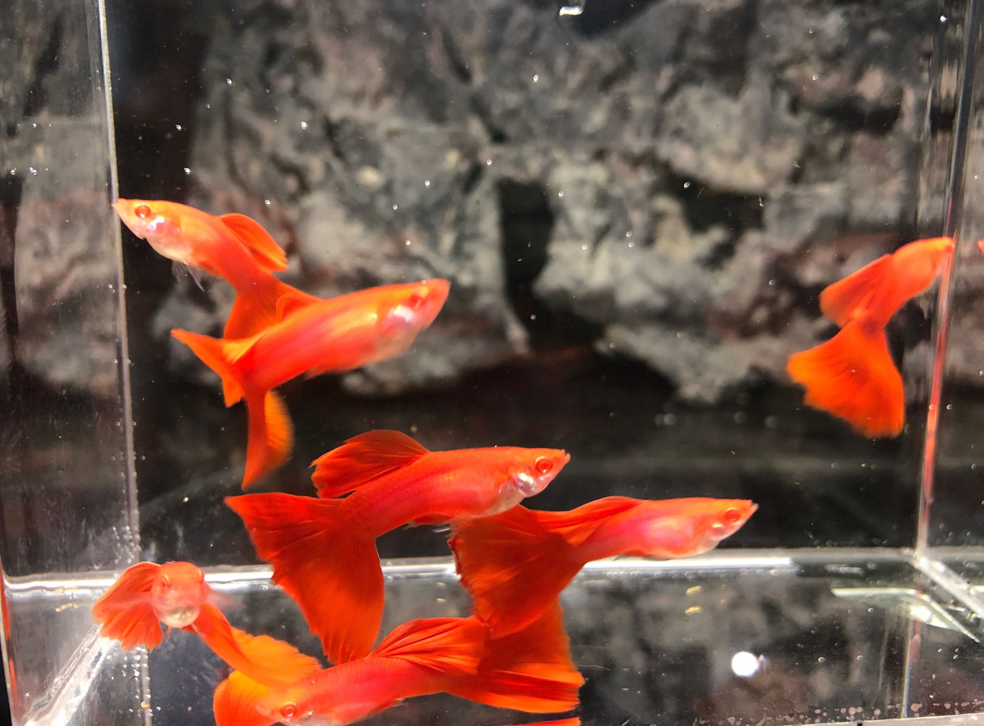 Guppy super red