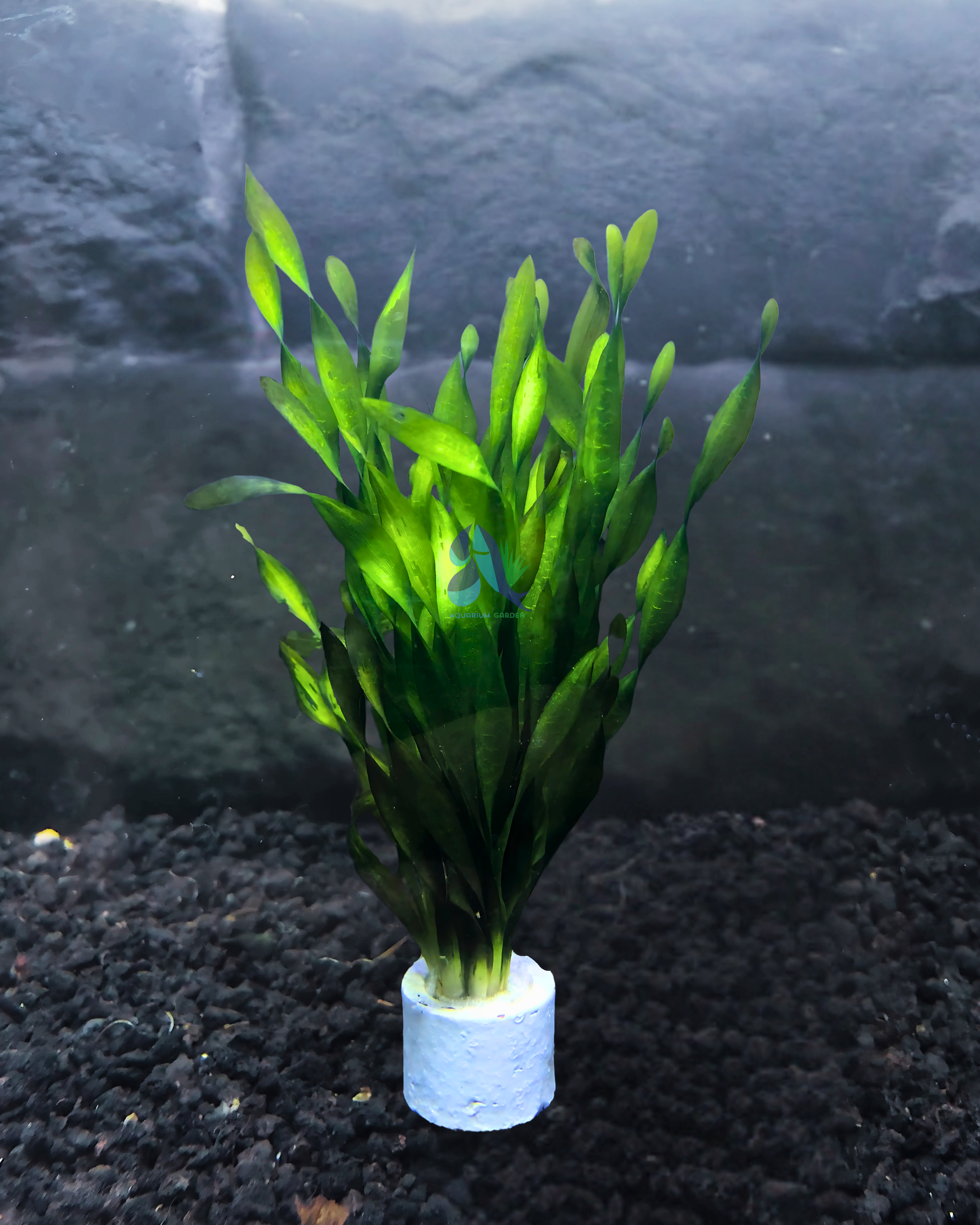 Vallisneria Spiralis