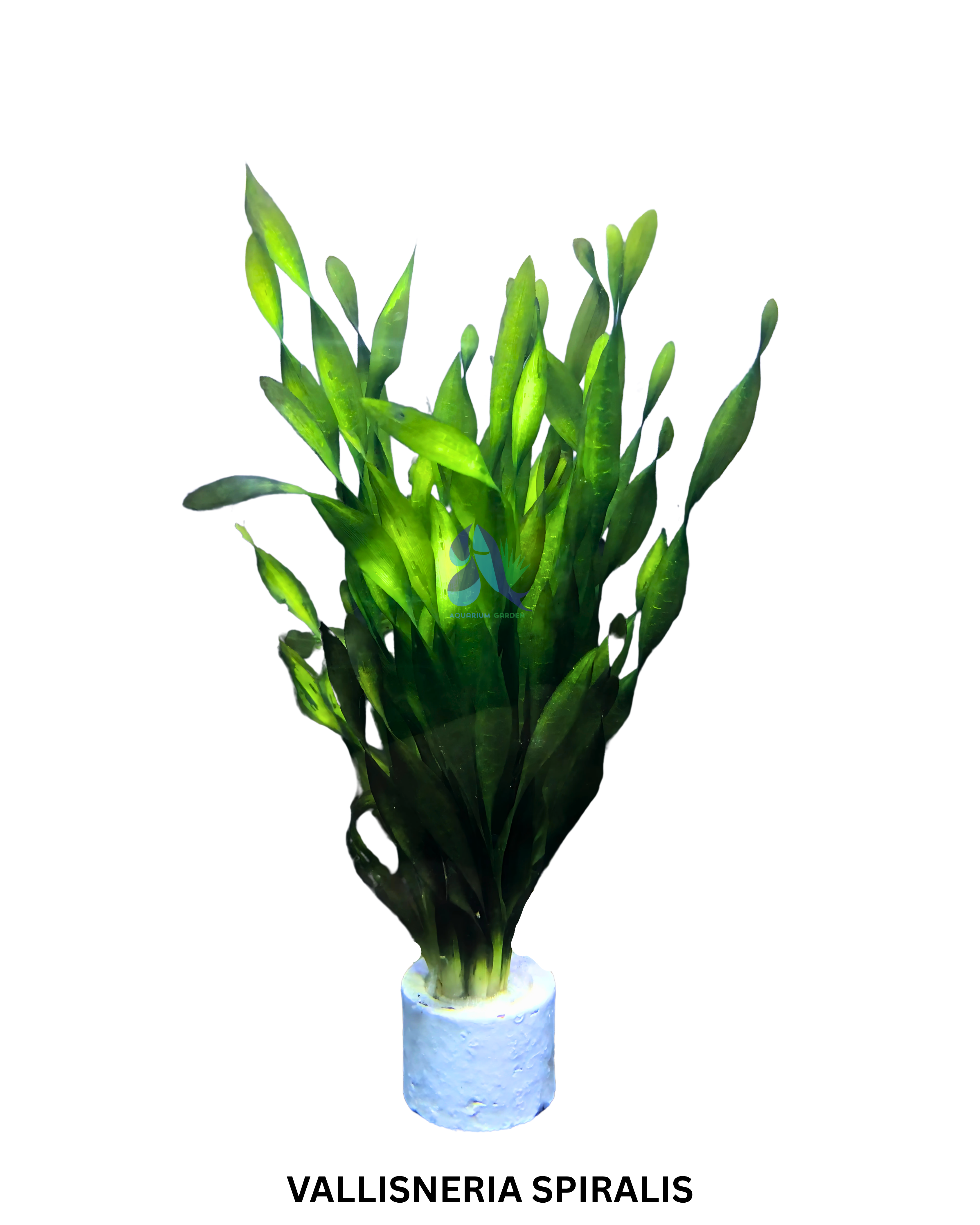 Vallisneria Spiralis