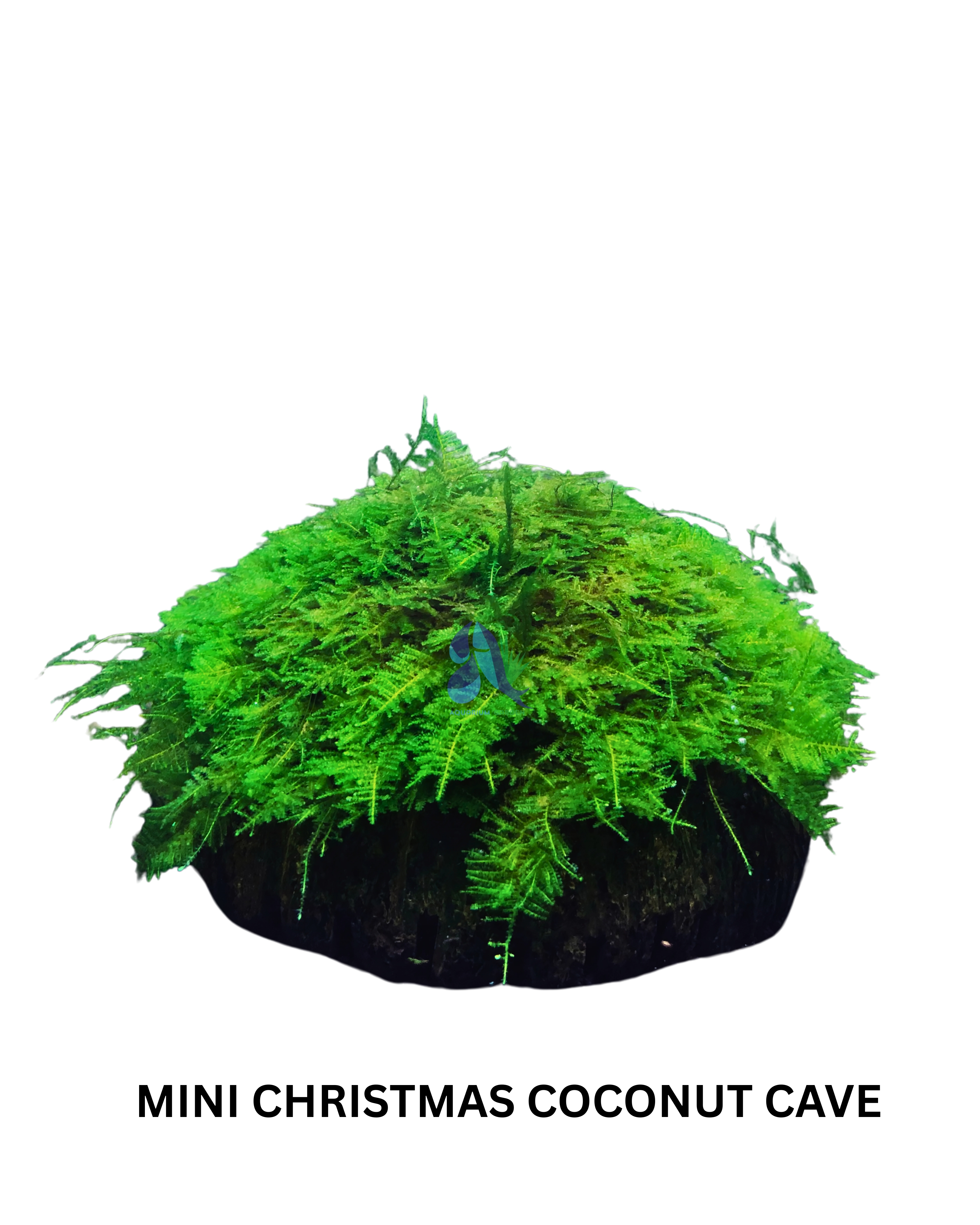 Mini christmas coconut cave