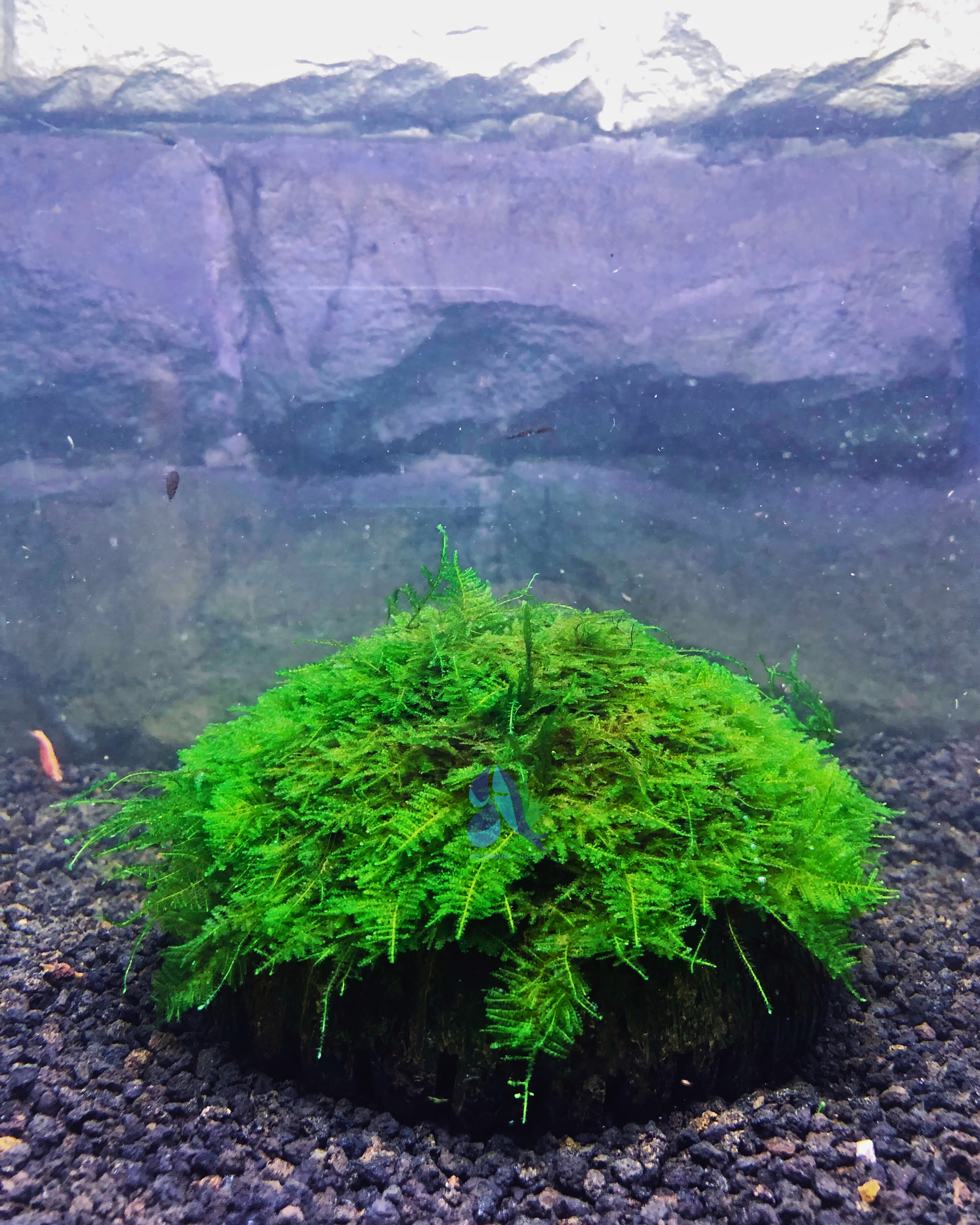 Mini christmas coconut cave