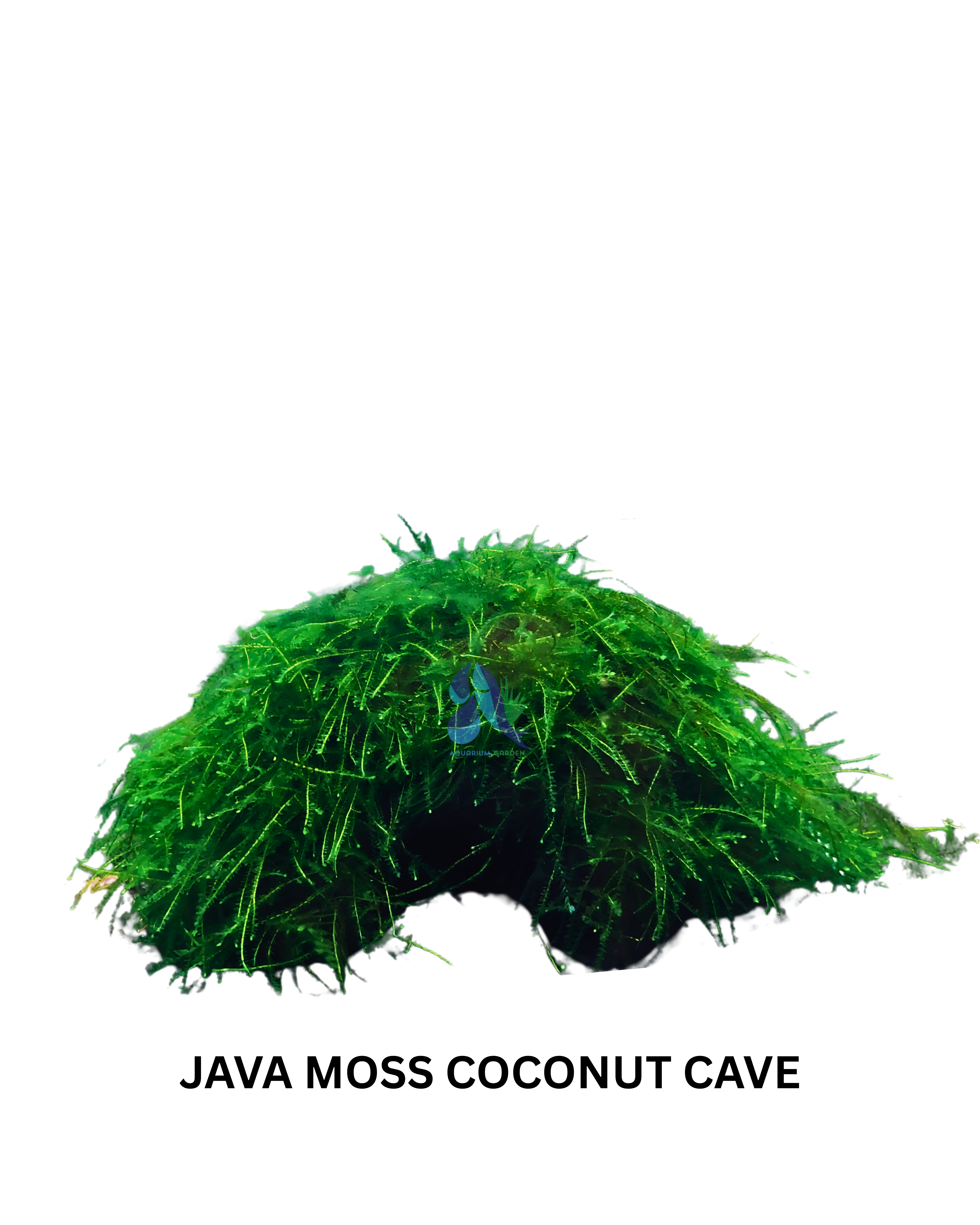 Java Moss Coconut Cave