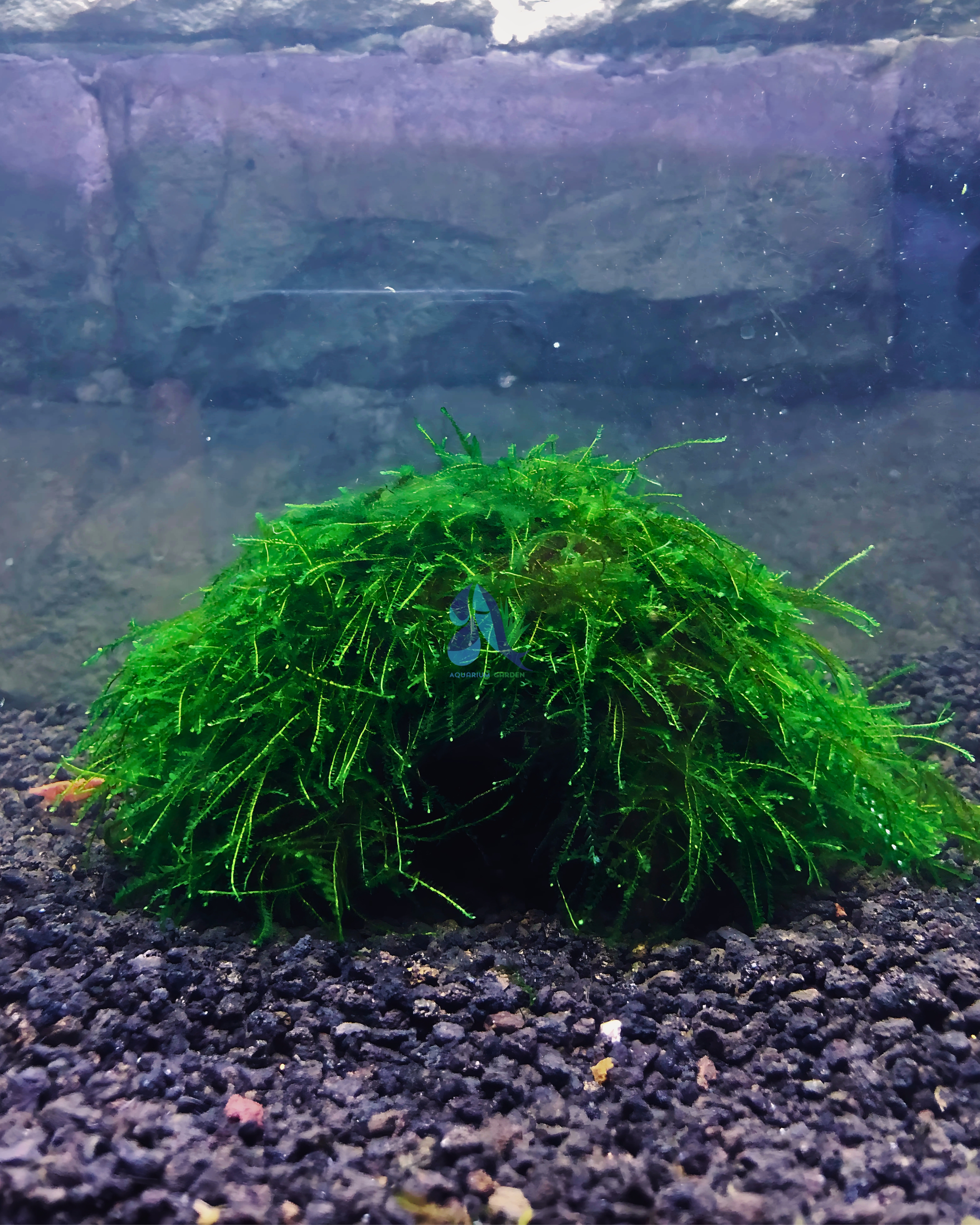 Java Moss Coconut Cave