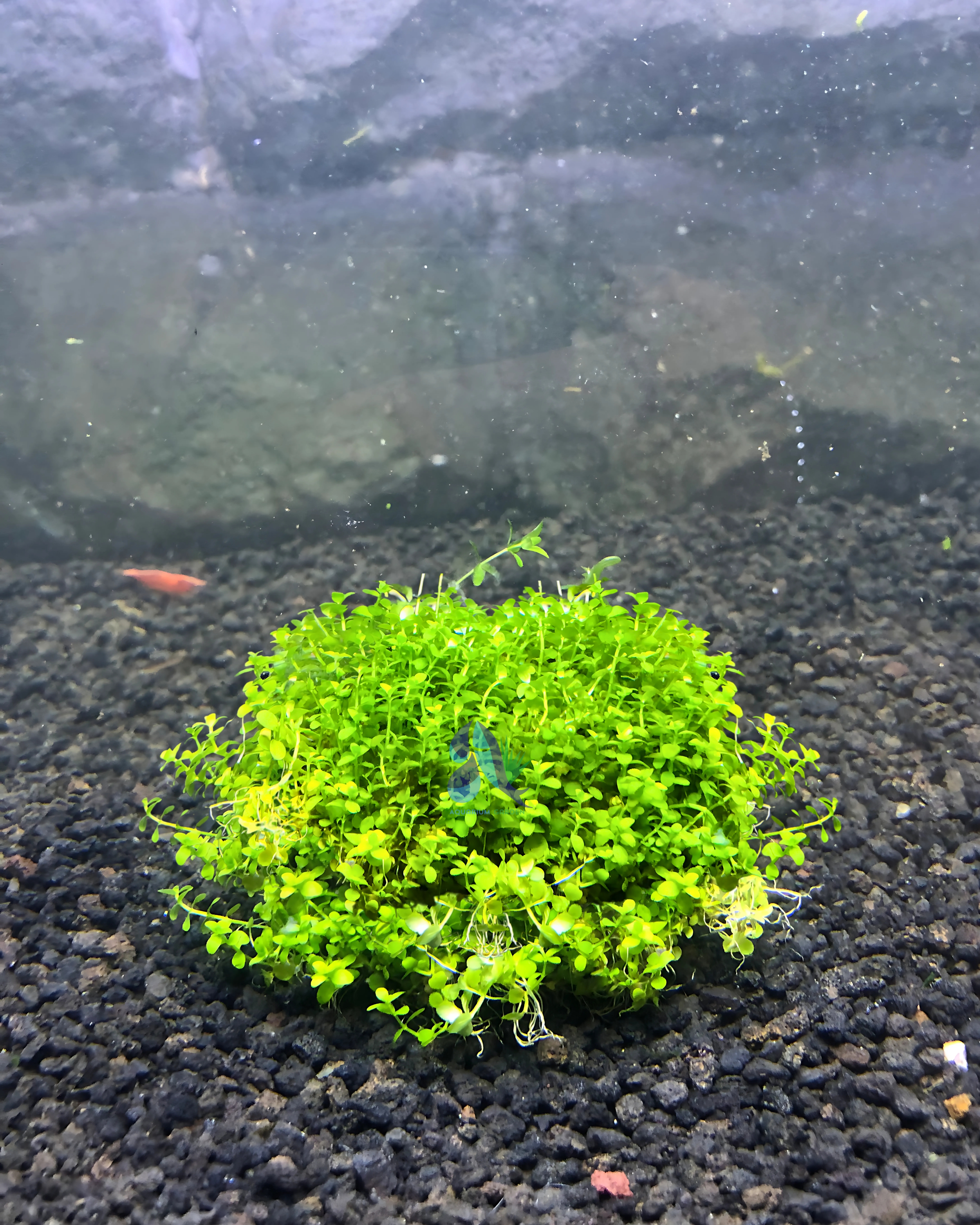 Monte Carlo on Plate